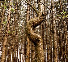 Your Guess? by Tracey Bransfield