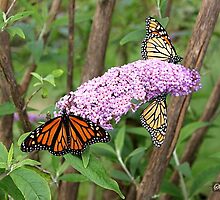 Migration of the Monarch Butterfly by SummerJade