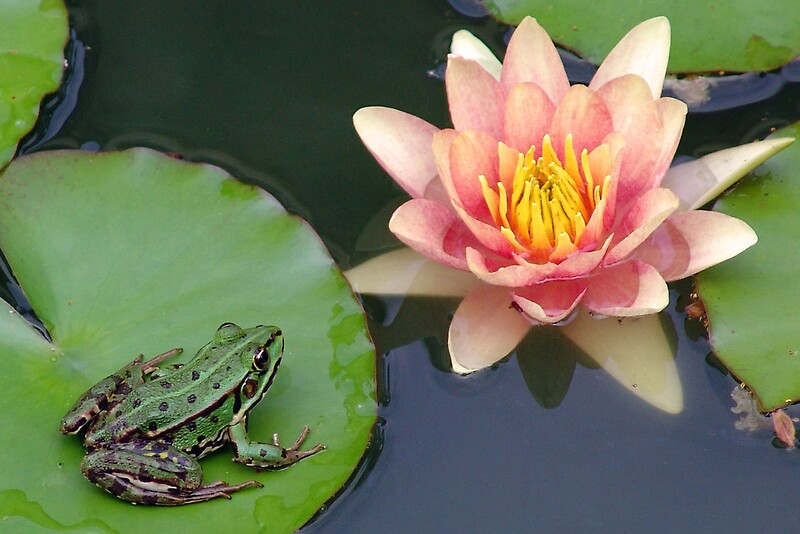 "frog on a lilly pad" by samantha jefferson Redbubble