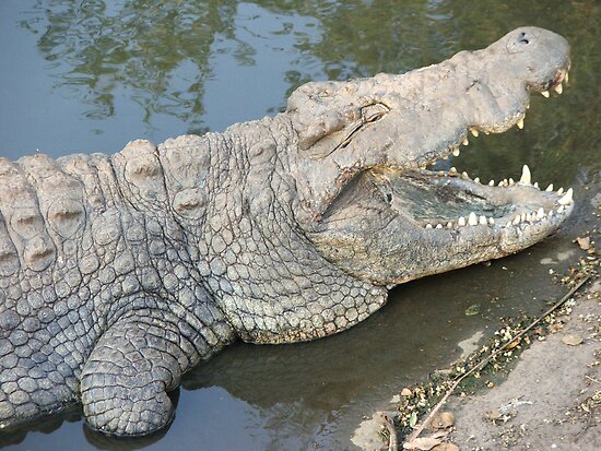Questões e Fatos sobre Crocodilianos gigantes: Transferência de debate da comunidade Conflitos Selvagens.  Flat,550x550,075,f