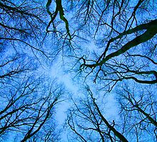 Root or Branch v 03 : Photography by Alys Griffiths by sigriff
