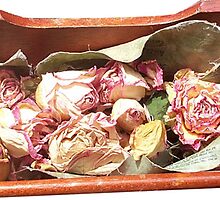 Tobacco & Roses - roses detail by Paula MacGregor