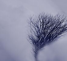 Shrouded by Varinia - Globalphotos