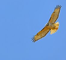 Ikaros II by Mundy Hackett