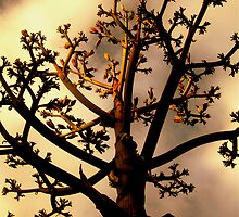 Spirit Tree by Julie Marks