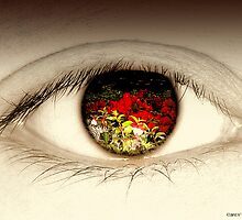 Point of view by MEV Photographs