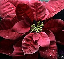 A RED NEW YEAR by Tabitha B