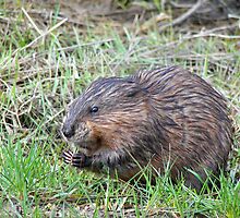 Muskrat Love by Maria Dryfhout
