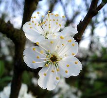 The Promise of Fruit by James Stevens