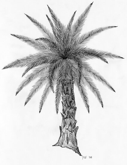 Palm Sketch