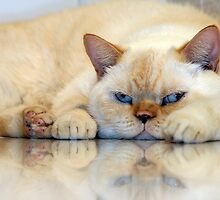 Casper by John Hansen