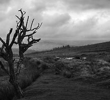 Lonely Tree by Andy Pearson
