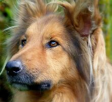Lassie Come Home! - Cross Collie Dog - NZ by AndreaEL