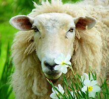Stop... And Smell The Roses - NZ Sheep by AndreaEL