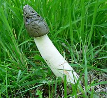 Stinkhorn! by Monster