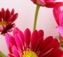 Daisy Patch by sknelson