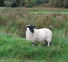 Black Face Sheep by fenner