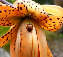 A Lady On The Spot!!! - Ladybug On Tiger Lily - NZ by AndreaEL