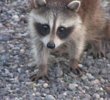 Ricky the raccoon by Tena B.