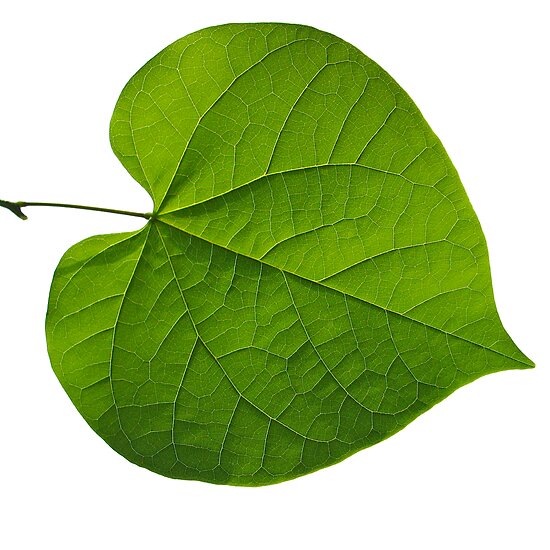 quot redbud leaf on white quot by mimbravastudio redbubble quot redbud leaf on white quot by mimbravastudio redbubble