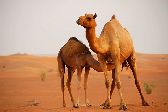 camel in dubai