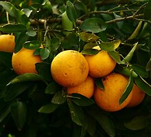 Grapefruit by Ori Kaydar