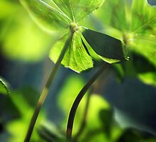 four-leafed clover by Dan Shalloe