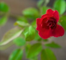 The one wasted red rose by Cvail73