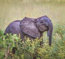 I Nose You're There by Owed to Nature
