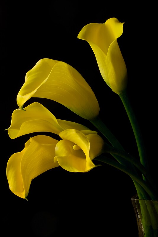 quot yellow calla lilies quot by margaret barry redbubble quot yellow calla lilies quot by margaret barry redbubble
