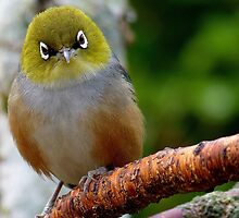 Are you QUESTIONING ME! - Silvereye - Wax Eye - New Zealand by AndreaEL