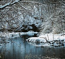 Winter Stillness by Lisa Bianchi