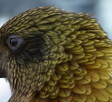 Proflie of a Kea! - Remarkables - Queenstown - New Zealand by AndreaEL