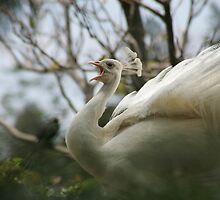 White Peacock by jansphotos