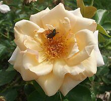 A rose in bloom with a visitor by Jim Caldwell