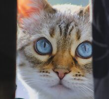 Peek a boo! (Our Bengal Cat) by jdmphotography