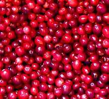 Cranberry Harvest - Fall Autumn Season - Plentiful Red Berries by Chantal PhotoPix