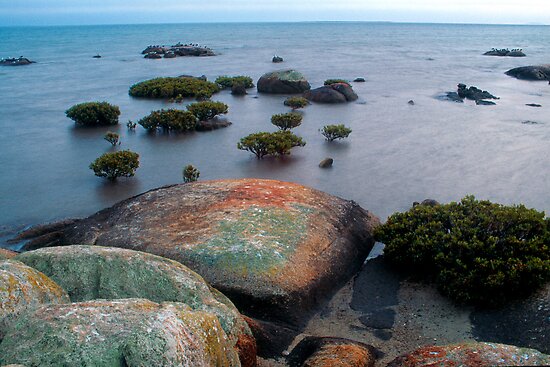 bonsai mangrove