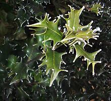 cold holly by amandaroyal71