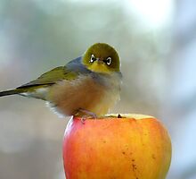 If This Is The Big Apple, I Must Be King Kong! - Silvereye - NZ by AndreaEL