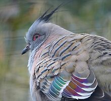 I Am a Dreamer - Crested Bronze-winged Pigeon - NZ by AndreaEL
