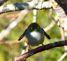 Do I look Like Happy Feet The Penguin? - Silver-Eye - NZ by AndreaEL