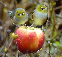 Who'll Stop the Rain From Falling Down On Us? - Silvereyes-NZ by AndreaEL
