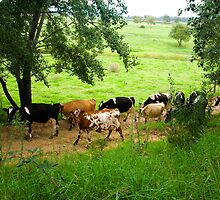Milking time by Rosina Lamberti