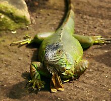 Iguana Lazying Around At The Butterfly Farm by Joel Kempson