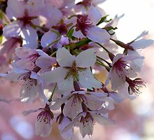 Declare Your Love - Apple Blossoms - NZ by AndreaEL