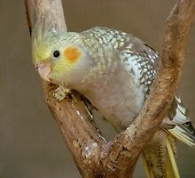 Haven't I Seen You Here Before? - Cockatiel - NZ by AndreaEL