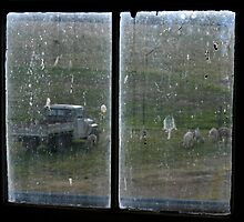 Shearing Shed Window by anthony1957