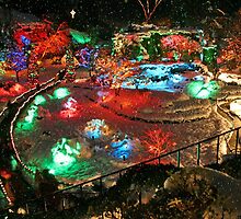 Christmas Lights in Butchart Gardens ..... by AnnDixon