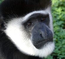 Eastern Black and White Colobus Monkey by Sheila Smith